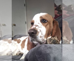 Basset Hound Dogs for adoption in Brookville, OH, USA