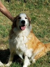 Great Bernese Dogs for adoption in Winter Park, CO, USA