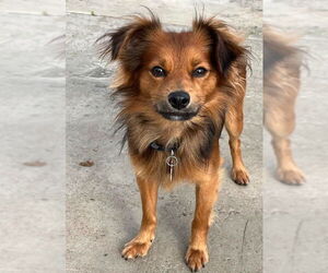 Chiranian Dogs for adoption in San Diego, CA, USA