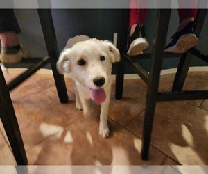 Border-Aussie Dogs for adoption in Phoenix, AZ, USA
