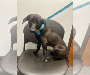 Labrador Retriever-Unknown Mix Dogs for adoption in Euless, TX, USA