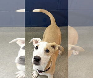 Labrador Retriever-Unknown Mix Dogs for adoption in Sterling, MA, USA