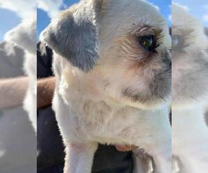 Shih Tzu Dogs for adoption in Pataskala, OH, USA