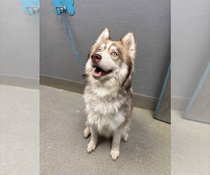 Alaskan Malamute-Unknown Mix Dogs for adoption in Las Vegas, NV, USA