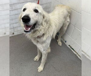 Great Pyrenees Dogs for adoption in San Bernardino, CA, USA