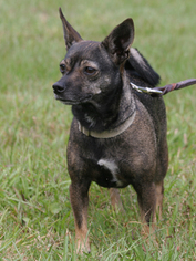 Chihuahua Dogs for adoption in North Fort Myers, FL, USA