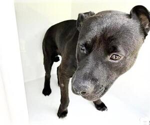 Mutt Dogs for adoption in Houston, TX, USA