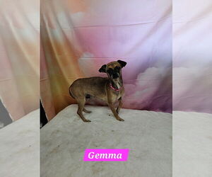 Chihuahua-Unknown Mix Dogs for adoption in Metairie, LA, USA