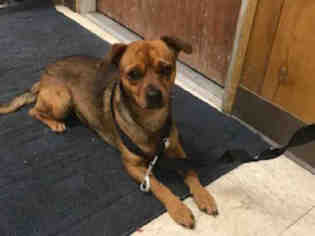Basenji Dogs for adoption in Lodi, CA, USA