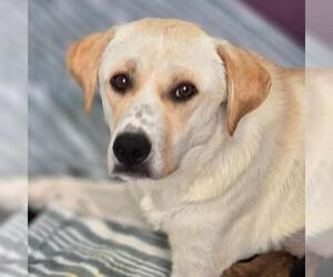 Labrador Retriever-Unknown Mix Dogs for adoption in San Diego, CA, USA