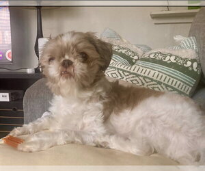 Shih Tzu Dogs for adoption in Escondido, CA, USA