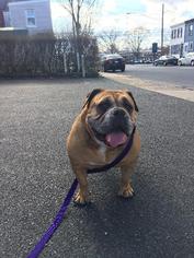 Bulldog Dogs for adoption in Lancaster, PA, USA