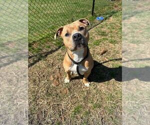 American Pit Bull Terrier-Unknown Mix Dogs for adoption in Evansville, IN, USA