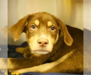 Labrador Retriever-Unknown Mix Dogs for adoption in San Antonio, TX, USA
