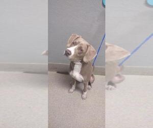 American Pit Bull Terrier-Unknown Mix Dogs for adoption in Las Vegas, NV, USA