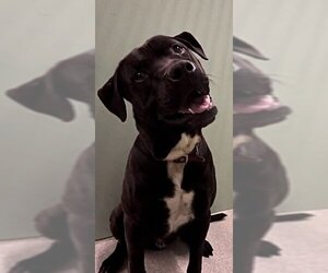 Labrador Retriever-Unknown Mix Dogs for adoption in Palmetto, FL, USA
