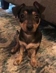 Chiweenie Dogs for adoption in Brooklyn Center, MN, USA