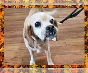 Cocker Spaniel Dogs for adoption in Ojai, CA, USA