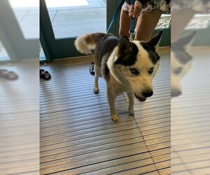 Siberian Husky Dogs for adoption in Newton, NC, USA