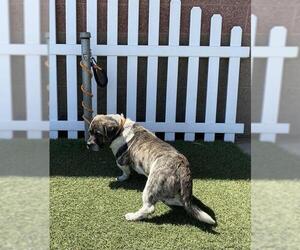 French Bulldog-Poodle (Standard) Mix Dogs for adoption in Modesto, CA, USA