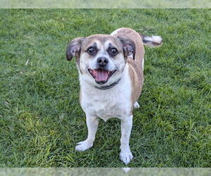 Puggle Dogs for adoption in San Clemente, CA, USA