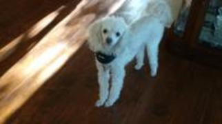 Poodle (Miniature) Dogs for adoption in Dallas, TX, USA