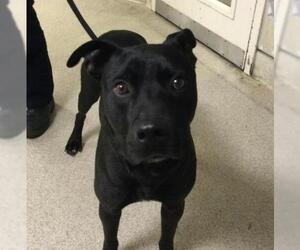 Mutt Dogs for adoption in Riverside, CA, USA