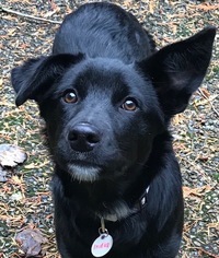 Border Collie-Unknown Mix Dogs for adoption in Issaquah, WA, USA