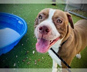 American Pit Bull Terrier Dogs for adoption in Orlando, FL, USA