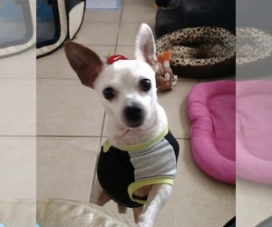 Medium Photo #1 Rat-Cha Puppy For Sale in Davie, FL, USA