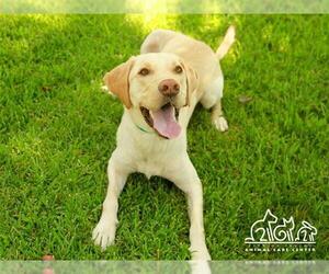 Labrador Retriever Dogs for adoption in Irvine, CA, USA
