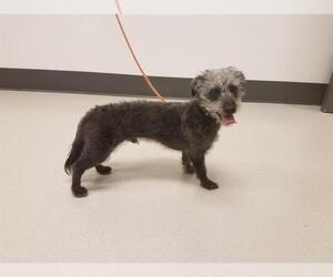 Doodle Dogs for adoption in Corona, CA, USA