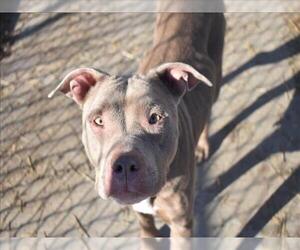 Medium Photo #1 Mutt Puppy For Sale in Tulsa, OK, USA