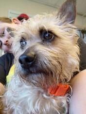 Norwich Terrier Dogs for adoption in San Francisco, CA, USA