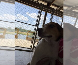 Mutt Dogs for adoption in Linton, IN, USA
