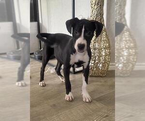 Mutt Dogs for adoption in San Antonio, TX, USA