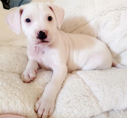 Small American Pit Bull Terrier-Beagle Mix