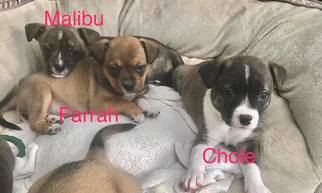 Mutt Dogs for adoption in High Point, NC, USA