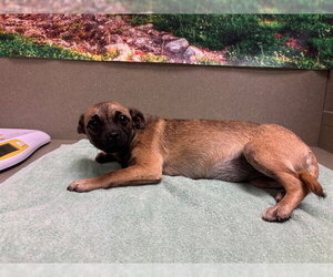 Chihuahua-Unknown Mix Dogs for adoption in Moreno Valley, CA, USA