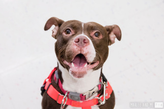 American Boston Bull Terrier Dogs for adoption in Lockport, NY, USA