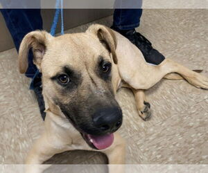 Black Mouth Cur-German Shepherd Dog Mix Dogs for adoption in Caribou, ME, USA