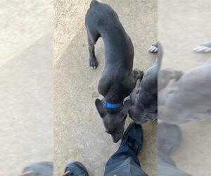 American Staffordshire Terrier Dogs for adoption in Grand Prairie, TX, USA