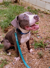 American Staffordshire Terrier Dogs for adoption in Berkeley Springs, WV, USA