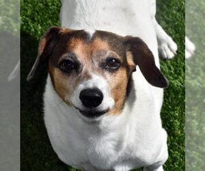 Dachshund-Jack Russell Terrier Mix Dogs for adoption in Lewisburg, TN, USA