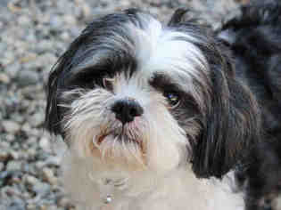Shih Tzu Dogs for adoption in Fort Wayne, IN, USA