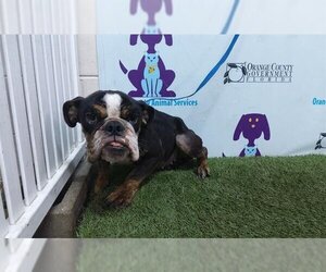 Medium Photo #1 Bulldog Puppy For Sale in Orlando, FL, USA