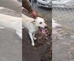 Labrador Retriever Dogs for adoption in Saugatuck, MI, USA