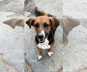 Beagle-Unknown Mix Dogs for adoption in Apple Valley, CA, USA