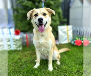 Spanador Dogs for adoption in Long Beach, CA, USA