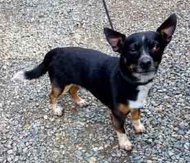 Dachshund Dogs for adoption in Yakima, WA, USA